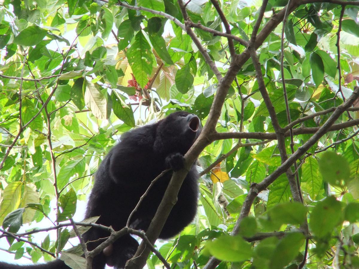 Hickatee Cottages, Belize, Central America Punta Gorda Esterno foto