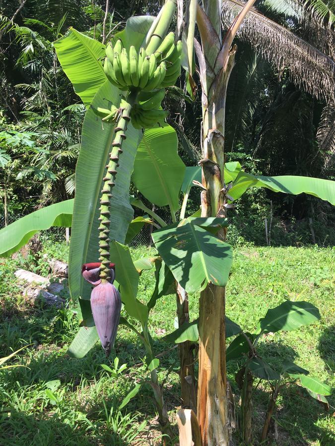 Hickatee Cottages, Belize, Central America Punta Gorda Esterno foto