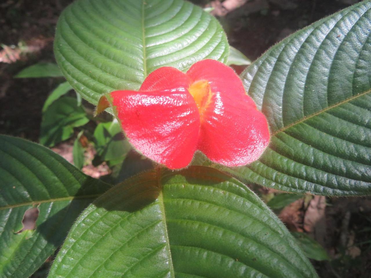 Hickatee Cottages, Belize, Central America Punta Gorda Esterno foto